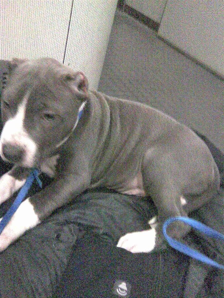 Amerikansk staffordshire terrier pablo billede 2