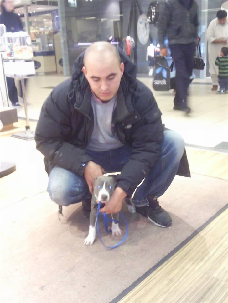 Amerikansk staffordshire terrier pablo billede 3