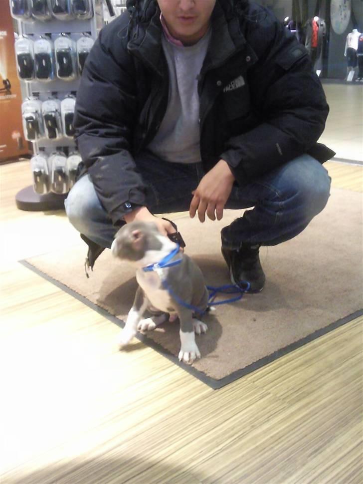 Amerikansk staffordshire terrier pablo billede 4