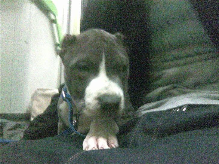 Amerikansk staffordshire terrier pablo billede 5