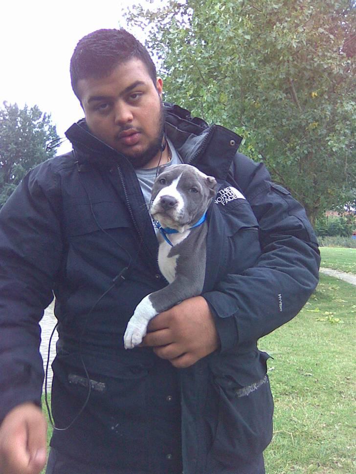 Amerikansk staffordshire terrier pablo billede 6