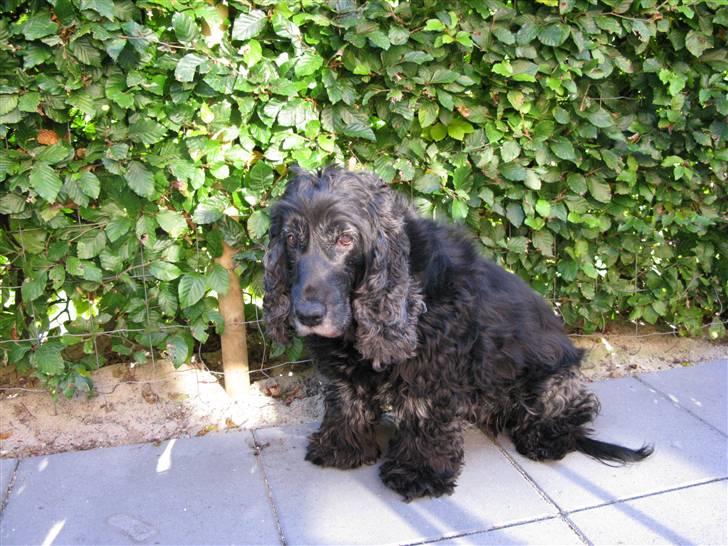 Cocker spaniel chiki billede 7