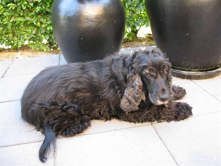 Cocker spaniel chiki billede 8