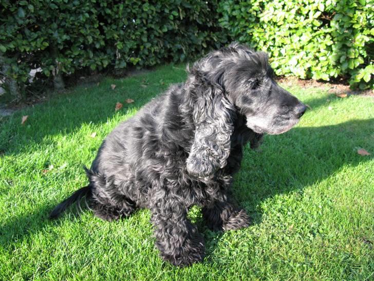 Cocker spaniel chiki billede 9