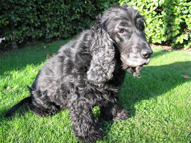 Cocker spaniel chiki billede 10
