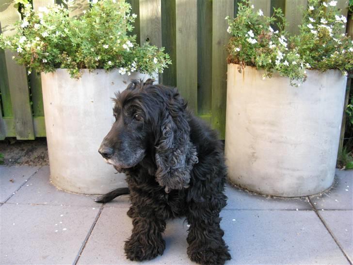 Cocker spaniel chiki billede 11