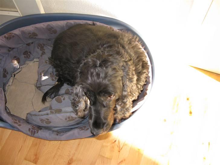 Cocker spaniel chiki billede 12