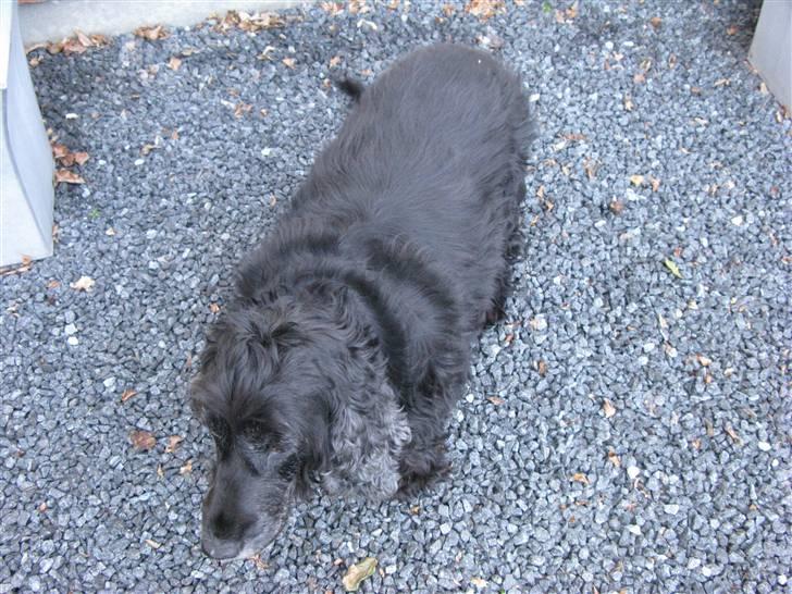 Cocker spaniel chiki billede 13