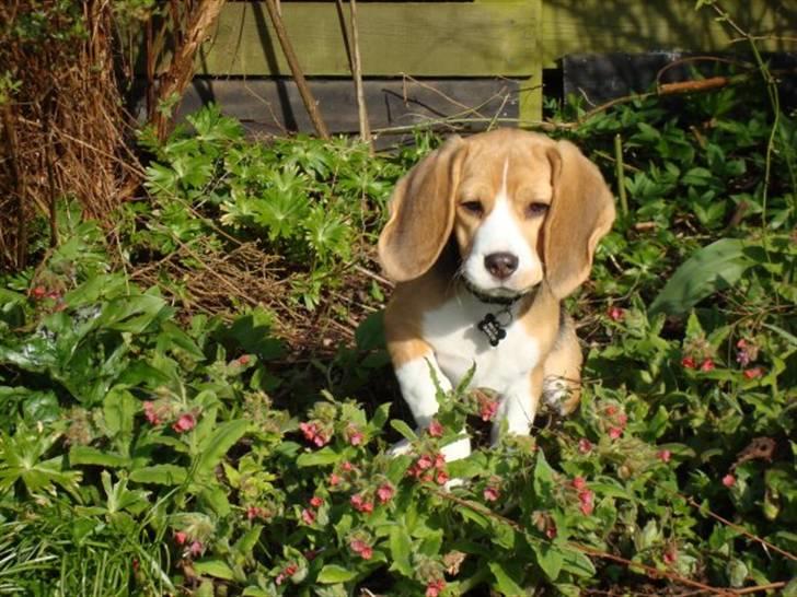 Beagle Freya billede 1