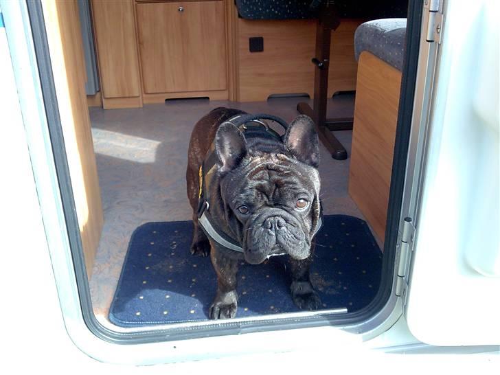 Fransk bulldog Fanto    R.I.P. - Hmmm campingvogn???  billede 2