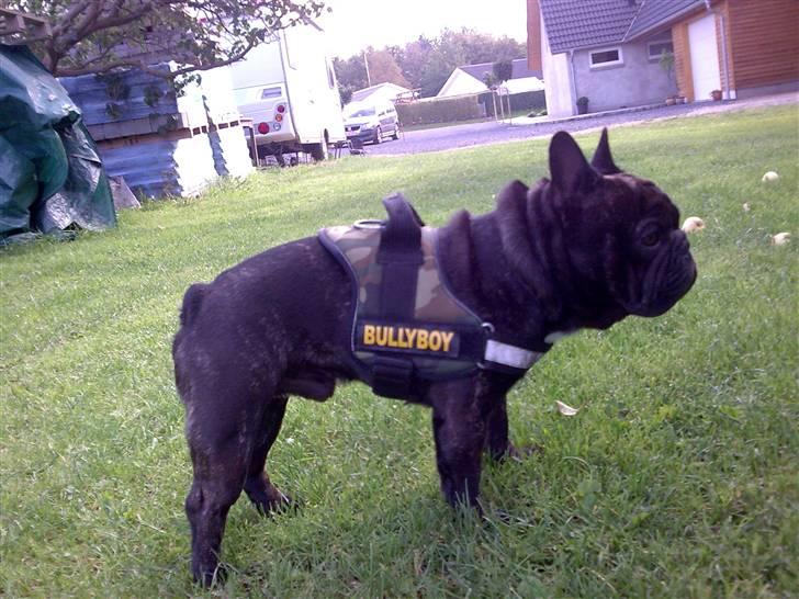 Fransk bulldog Fanto    R.I.P. - Så har jeg fået sele på, ret sejt !! billede 3
