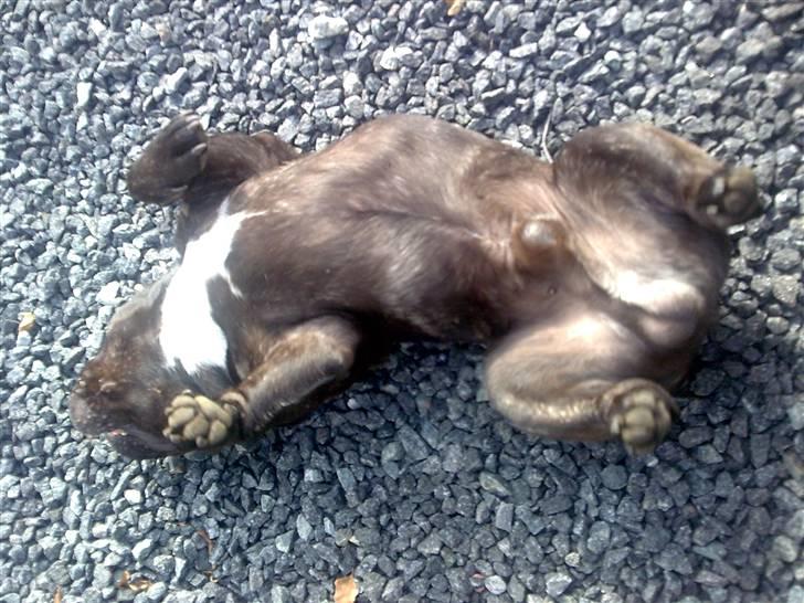 Fransk bulldog Fanto    R.I.P. - Jeg synes selv jeg er lækker når jeg ligger sådan her billede 4