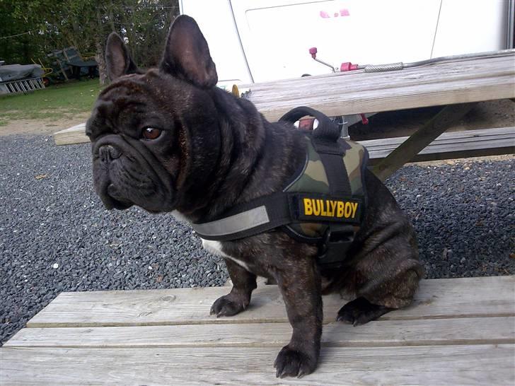 Fransk bulldog Fanto    R.I.P. - Ja det er så mig igen.. billede 5