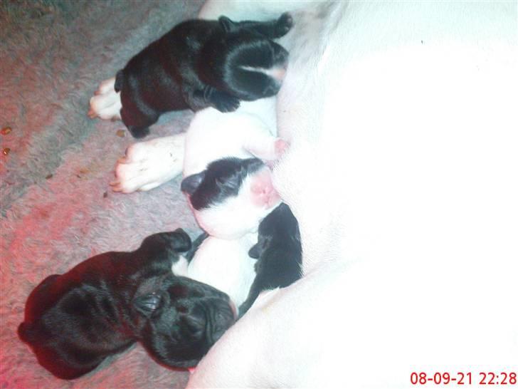 Fransk bulldog mini billede 17