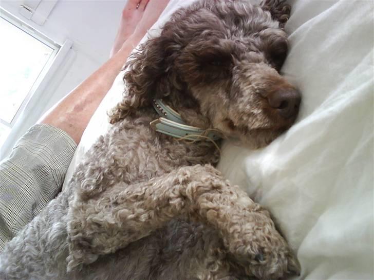 Mellempuddel Mille - Hej med jer!  billede 1