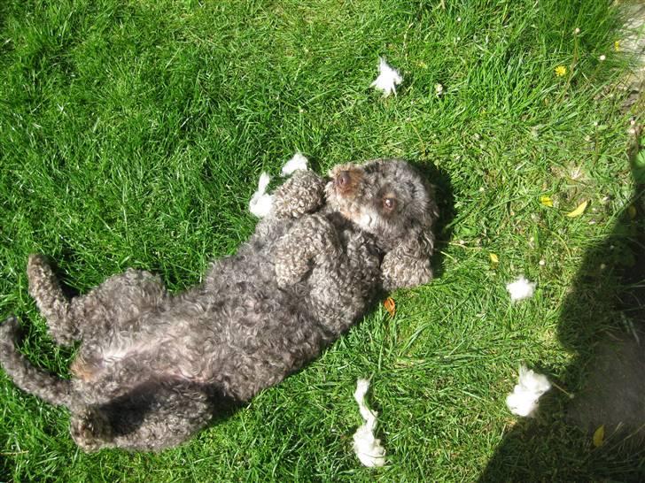 Mellempuddel Mille - har du noget imod jeg ligger her? billede 3