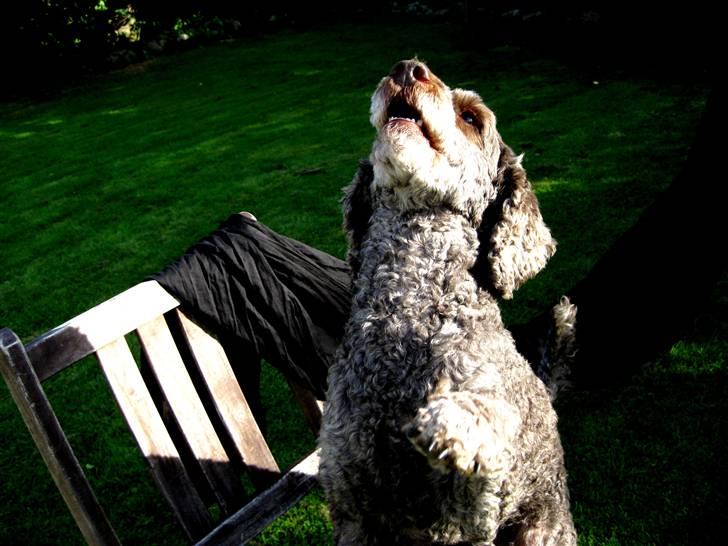 Mellempuddel Mille - smukke! billede 4