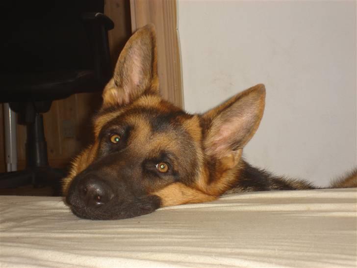 Schæferhund Kenzo billede 1