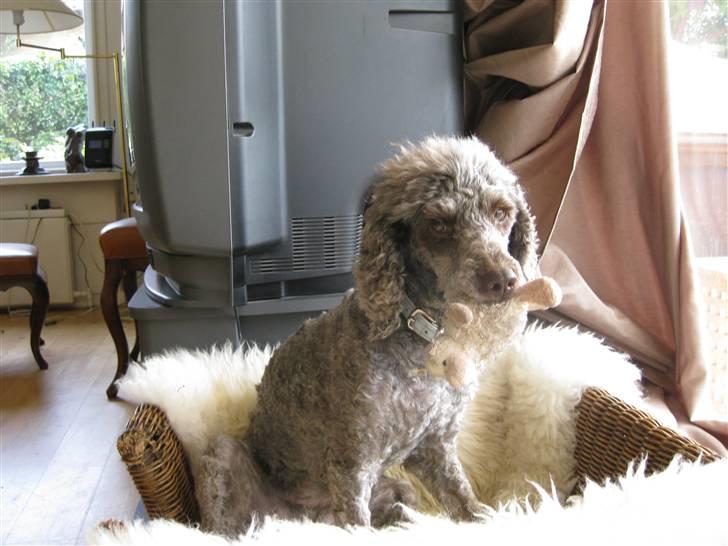 Mellempuddel Mille - du skal ikke komme for tæt på! billede 5