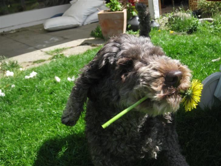 Mellempuddel Mille - skal vi danse tango? billede 6