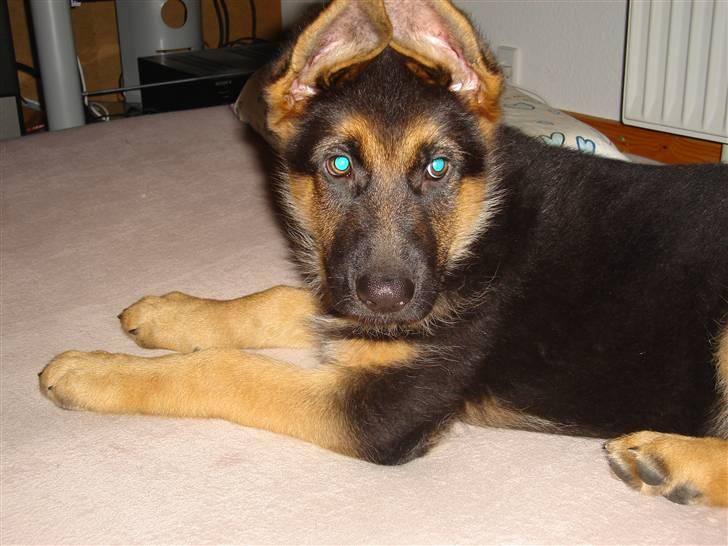 Schæferhund Kenzo billede 2