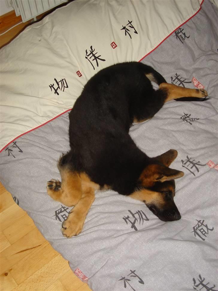 Schæferhund Kenzo billede 3