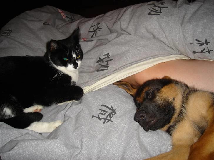 Schæferhund Kenzo - Kenzo´s aller første nat hos os. Vores kat Basse, følte sig fra start af tryg ved vores nye vidunder :) billede 4