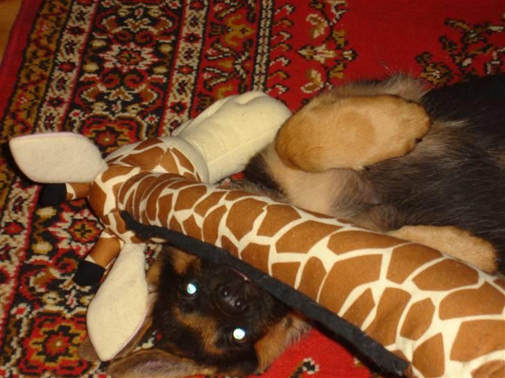 Schæferhund Kenzo - Giraffen var Kenzo´s ynglings legetøj da han var hvalp (lige indtil han fik splittet den helt ad hehe) billede 5