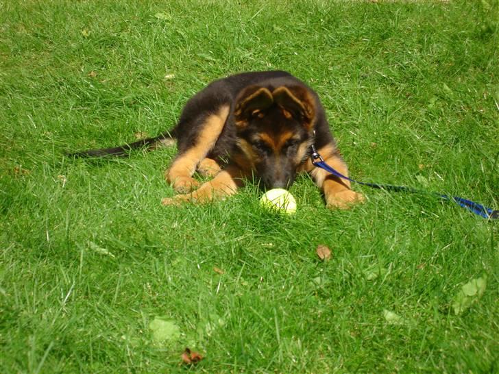 Schæferhund Kenzo - Han har et meget specielt forhold til sine tennisbolde... billede 6