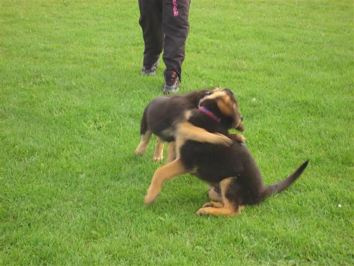 Schæferhund Kenzo - Kenzo bliver angrebet (i leg) af sin kuldsøster efter træningen :) billede 7