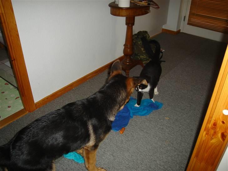 Schæferhund Kenzo billede 8