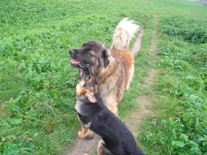 Schæferhund Kenzo billede 9