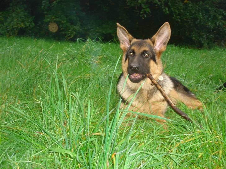 Schæferhund Kenzo billede 10