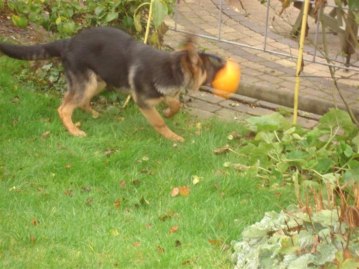 Schæferhund Kenzo billede 11