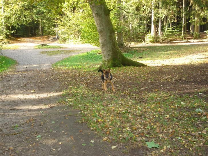 Schæferhund Kenzo billede 12