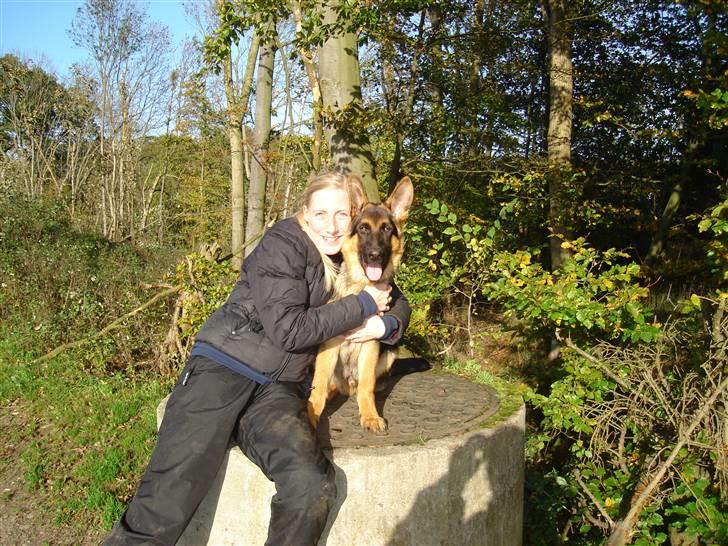 Schæferhund Kenzo billede 13