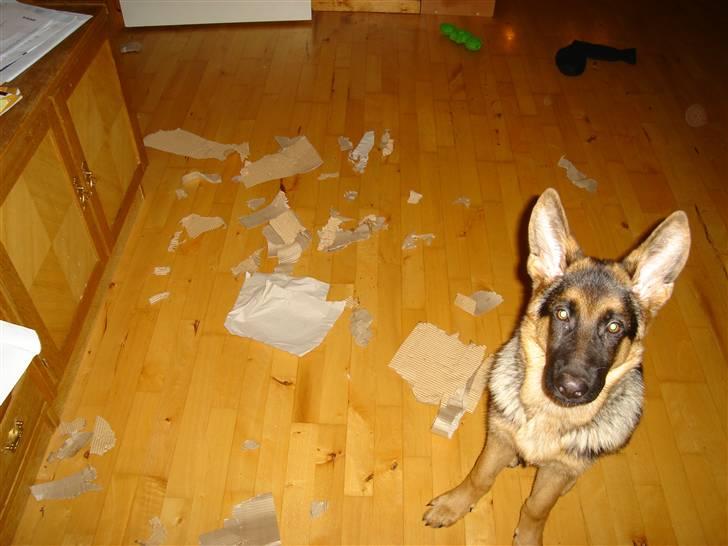 Schæferhund Kenzo billede 14