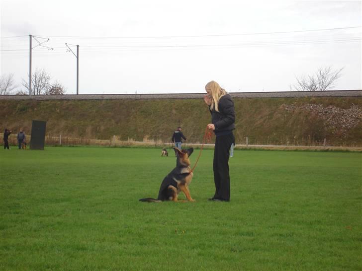 Schæferhund Kenzo billede 15