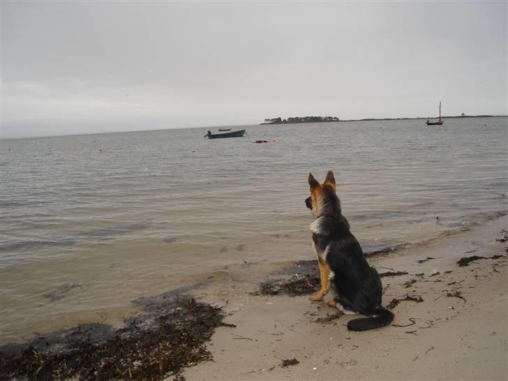 Schæferhund Kenzo billede 16