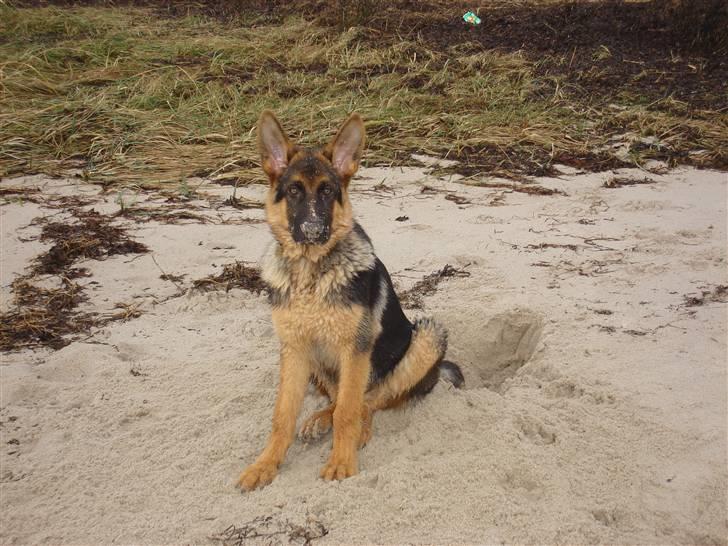 Schæferhund Kenzo billede 17