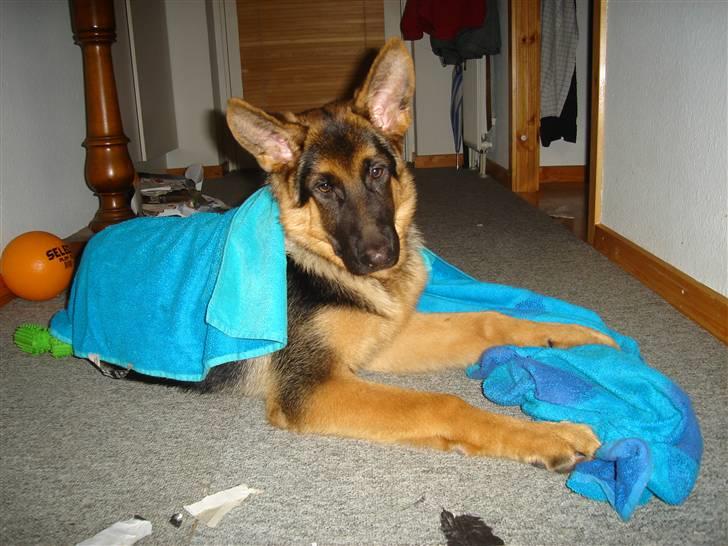 Schæferhund Kenzo billede 18