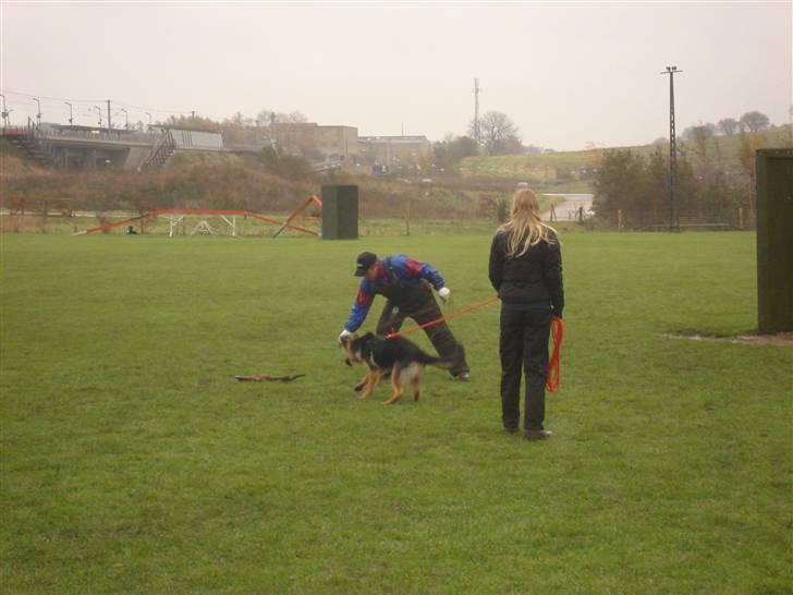 Schæferhund Kenzo billede 19