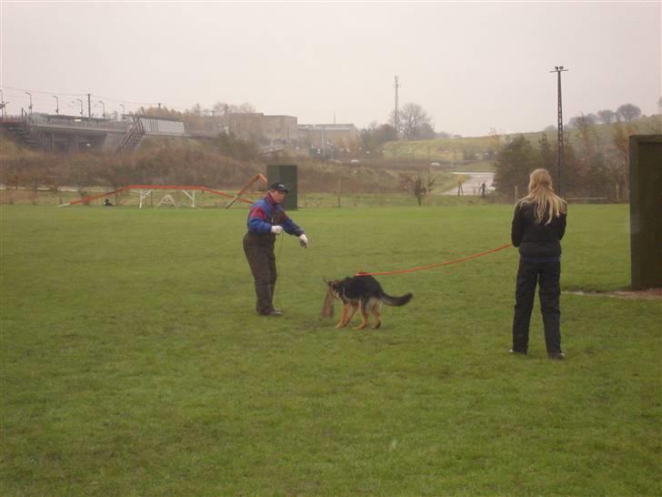 Schæferhund Kenzo billede 20