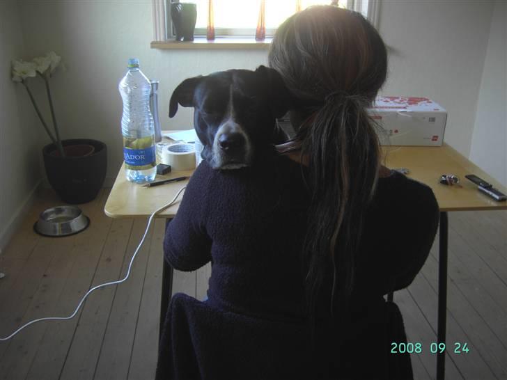 Amerikansk staffordshire terrier Znif - Znif får sig li en lur på mig :-) billede 9