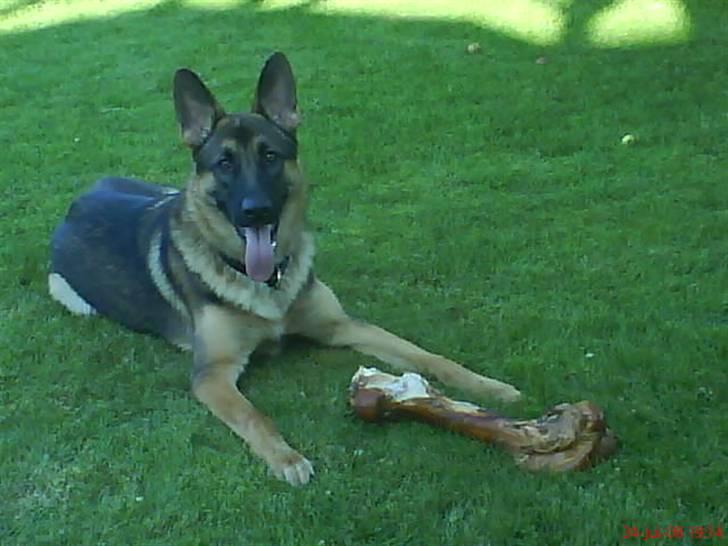 Schæferhund Simba billede 1