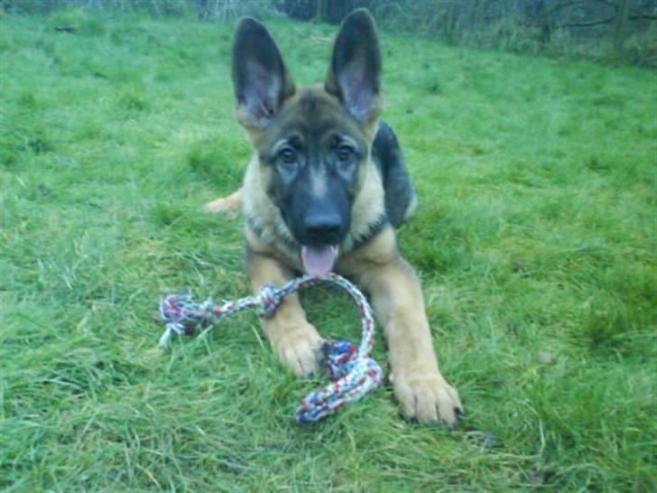 Schæferhund Simba - Simba med de store øre :b ... billede 2