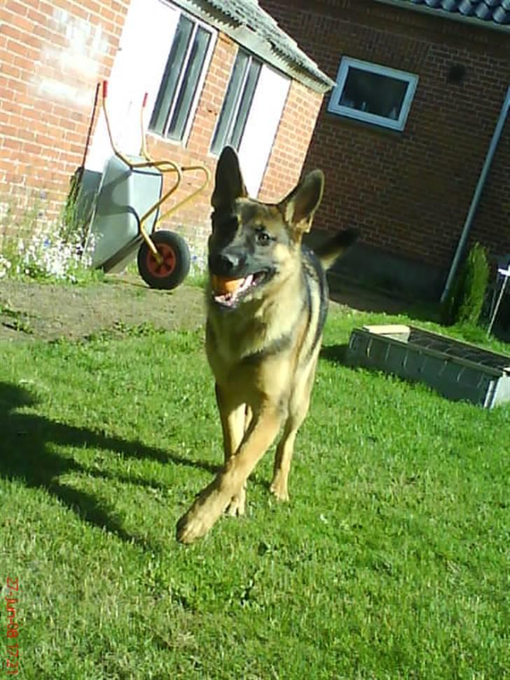 Schæferhund Simba - "Jeg skal hae en større bold, jeg sluger da den her??" :D billede 3