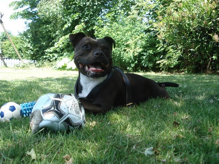 Staffordshire bull terrier Liva <3 - **NYT** 31. maj 2009 billede 11