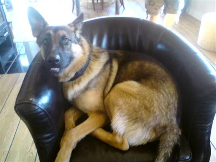 Schæferhund Simba - Jeg gøre da ikke noget? d: . Nu tog jeg stolen, så fik du jo sofaen, mor?? :D billede 4