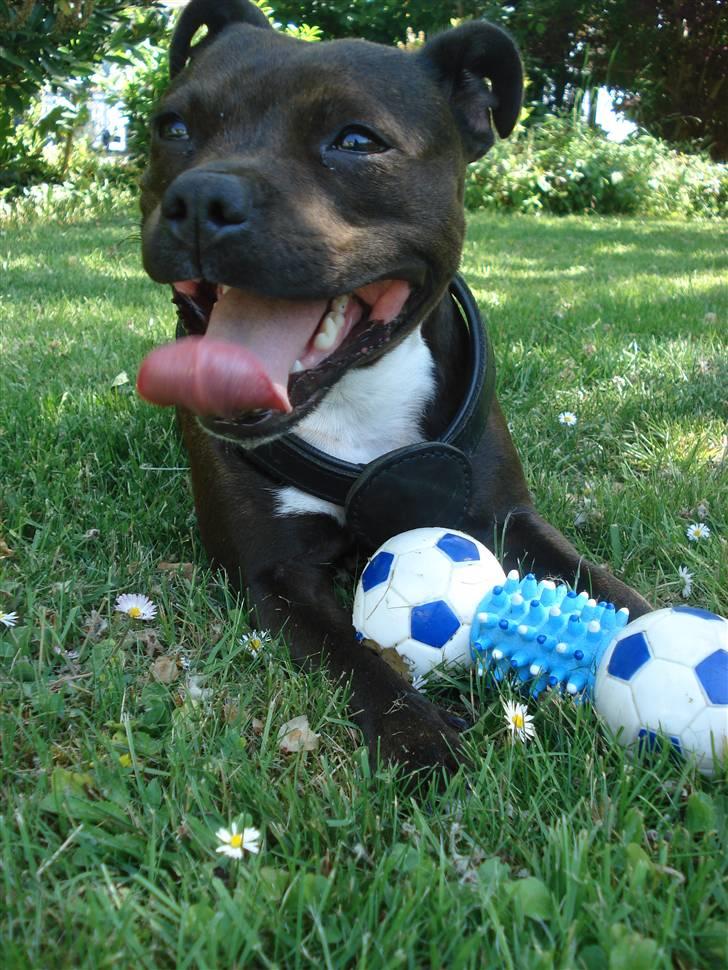 Staffordshire bull terrier Liva <3 - **NYT** 31. maj 2009 billede 12